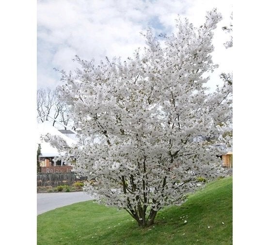 Prunus The Bride à tiges multiples, Enlèvement, Arbuste