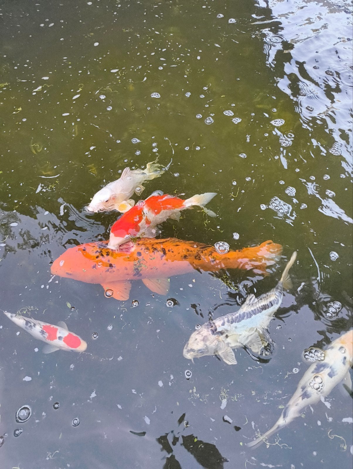 Koi's (moeten dringend weg), Dieren en Toebehoren, Vissen | Vijvervissen