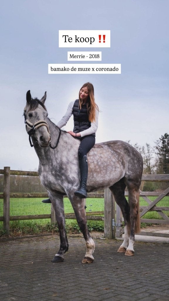 Mooie 8-jarige merrie van Bamako de Muze x Coronado., Dieren en Toebehoren, Paarden, Merrie, 160 tot 165 cm, Met stamboom, 7 tot 10 jaar
