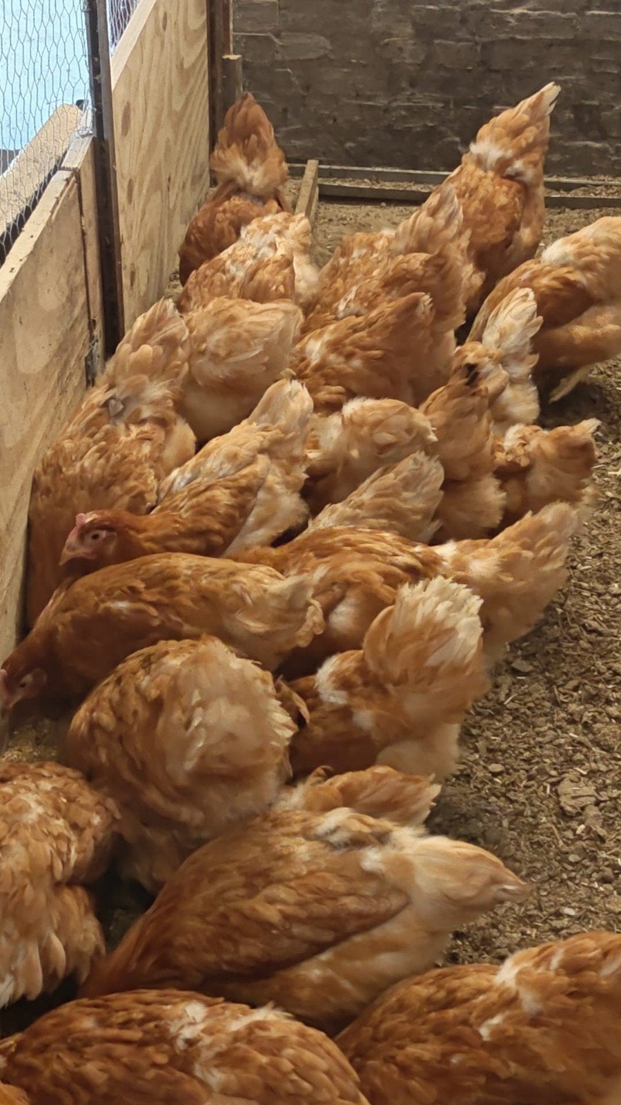 vrije uitloopkippen / legkippen, Dieren en Toebehoren, Vrouwelijk, Kip