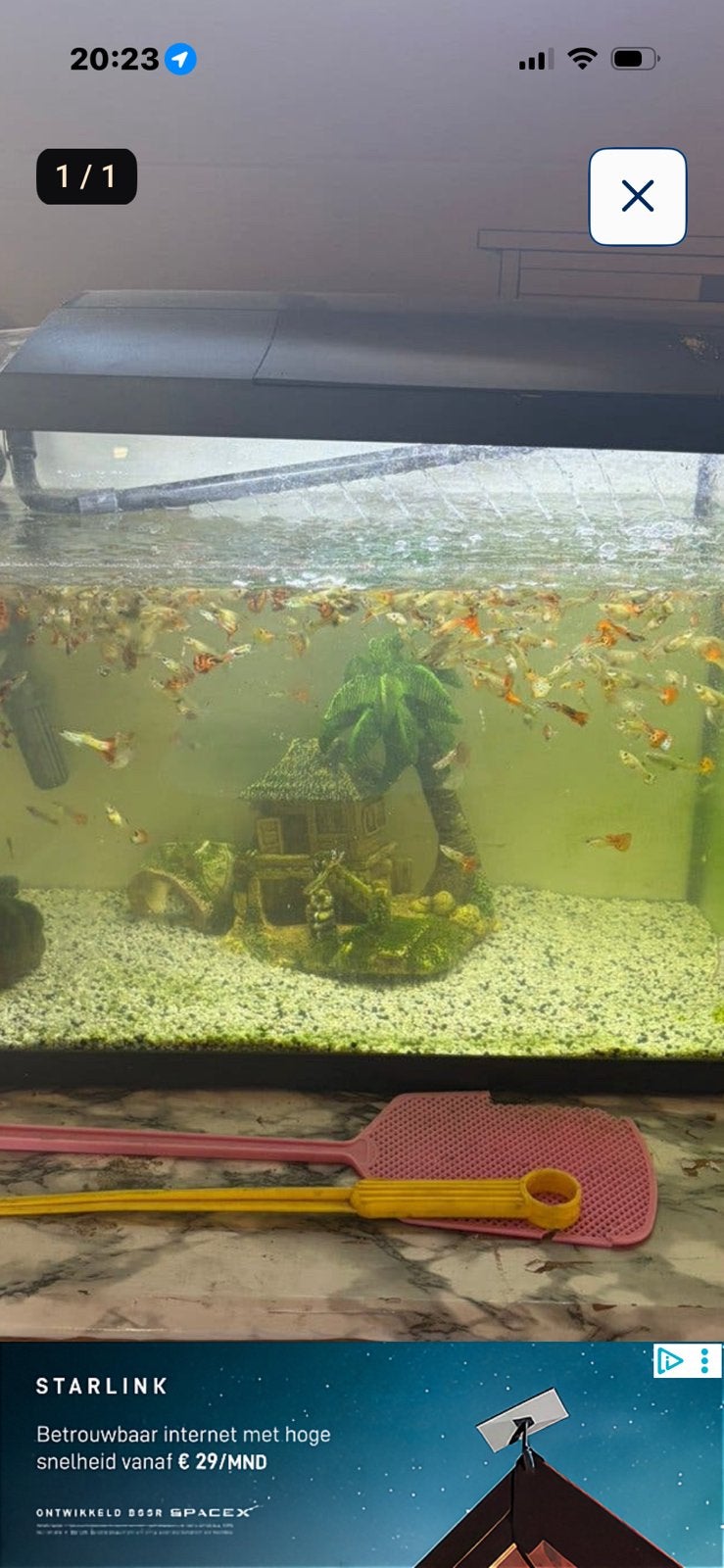 Guppy s, Dieren en Toebehoren