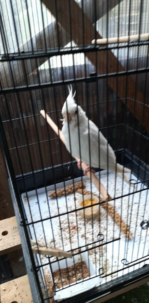 vogels, Plusieurs animaux, Perruche