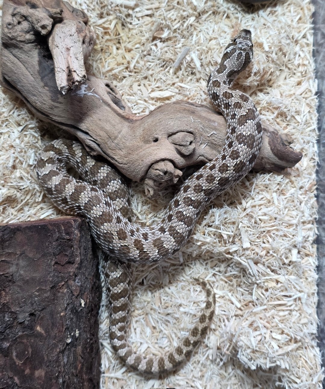 haakneus 1.0, Dieren en Toebehoren