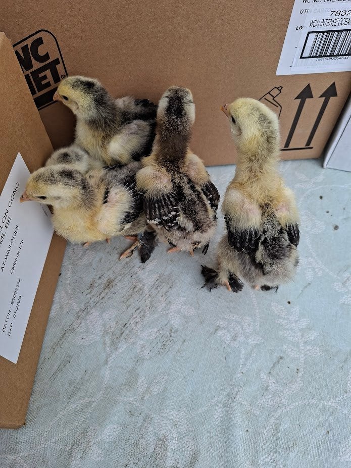 Poussins Brahma ourlés argenté/noir, Animaux & Accessoires, Sexe inconnu, Poule ou poulet
