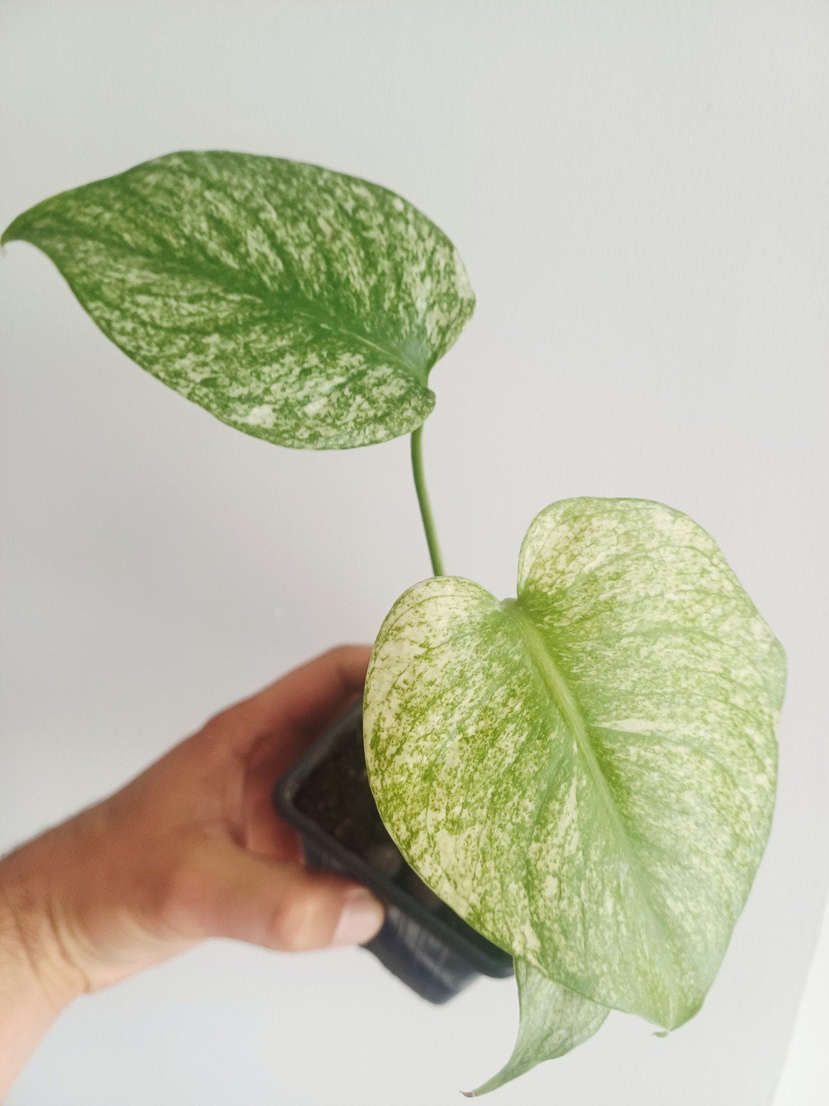 Monstera Deliciosa Full Mint, Huis en Inrichting, Kamerplanten, Overige soorten, In pot, Minder dan 100 cm, Groene kamerplant