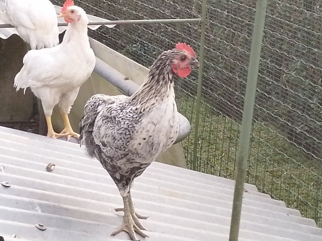 kip, Dieren en Toebehoren, Kip