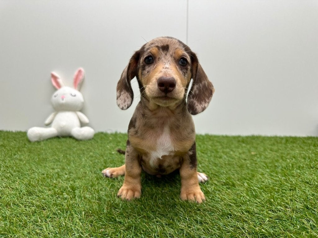 Nestje Dwergteckel pups, Dieren en Toebehoren, België, Reu, CDV (hondenziekte), 8 tot 15 weken