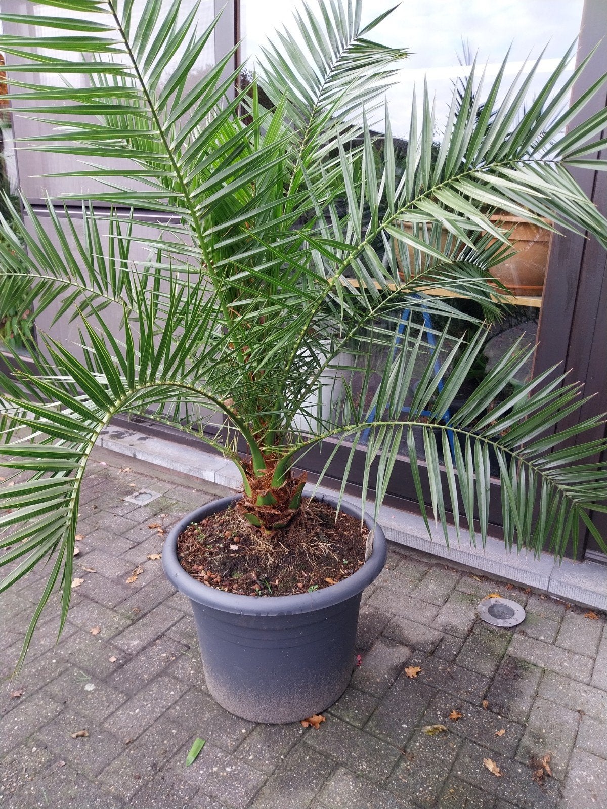 phoenix canariensis,  Canarische dadelpalm, Ophalen