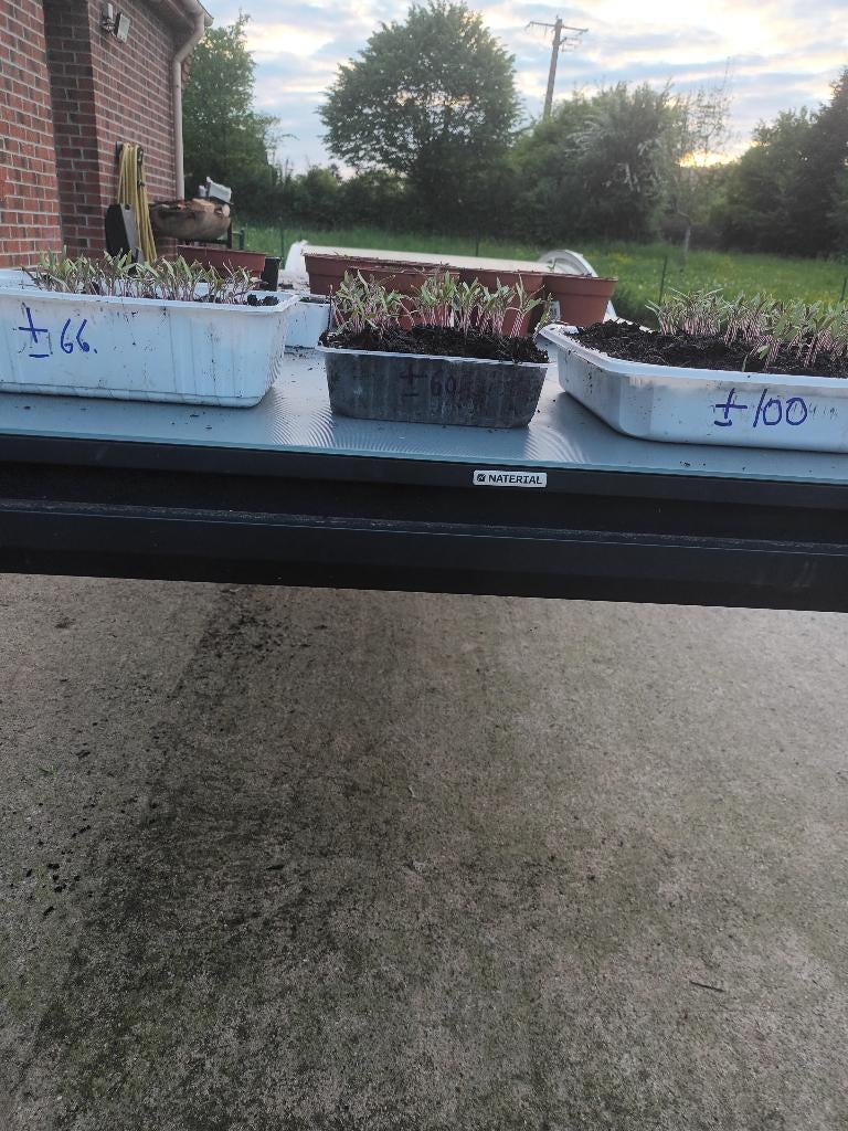 Plants de tomates, Enlèvement, Plantes potagères