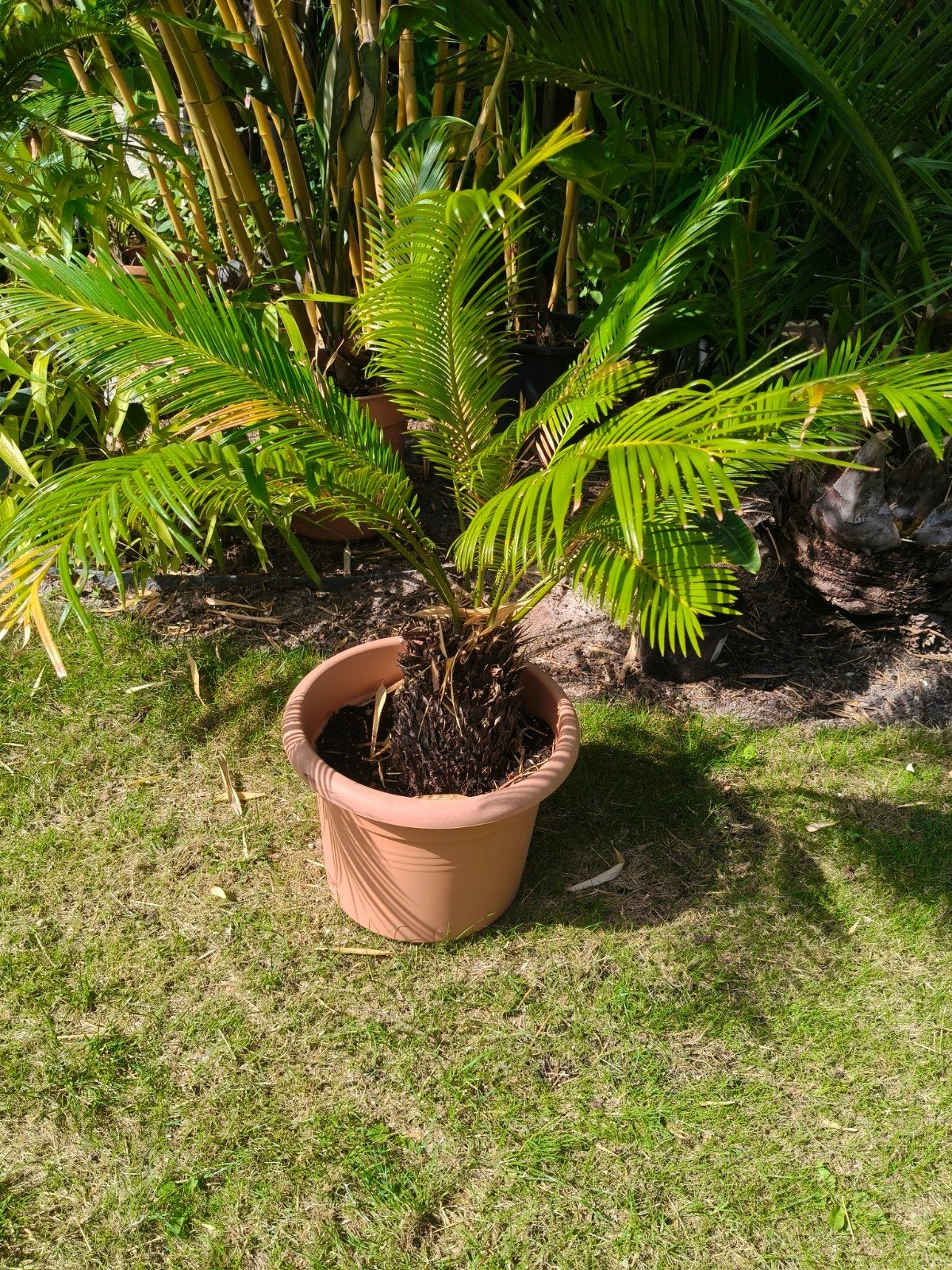 3 stuks Cycas revoluta (Vredespalm / Sagopalm), Jardin & Terrasse, Plantes | Jardin, Enlèvement, Été