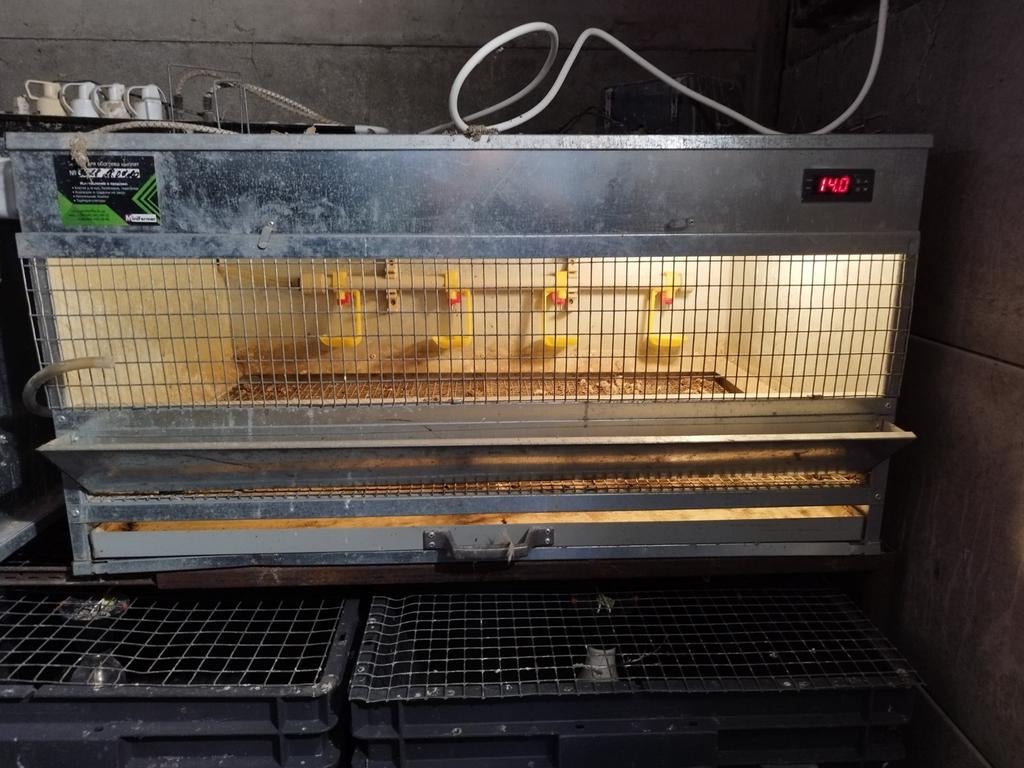Élever des poussins, Enlèvement