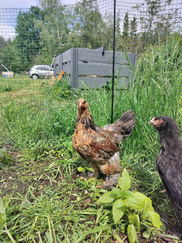 Blauw goudpatrijs haan, Dieren en Toebehoren