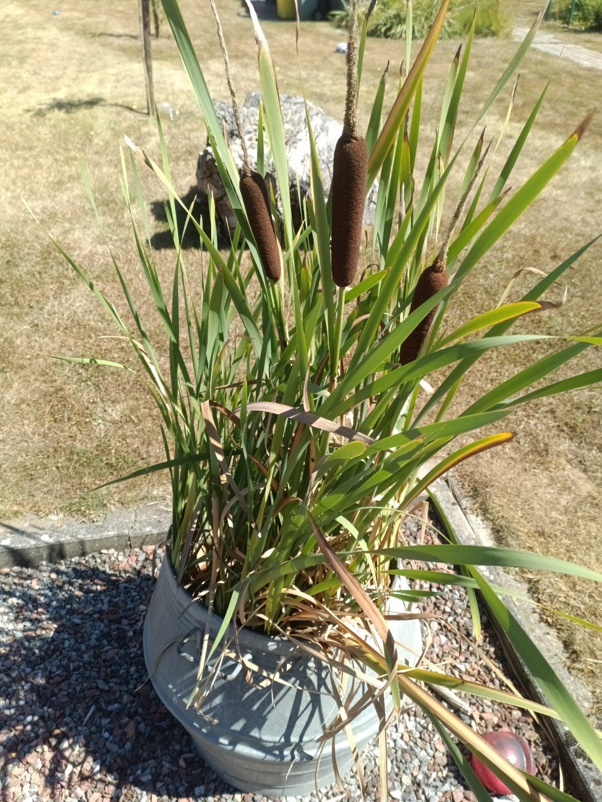 sigaren plan ongeplant oever en schaduw plant, Ophalen, Vaste plant, Vijverplanten