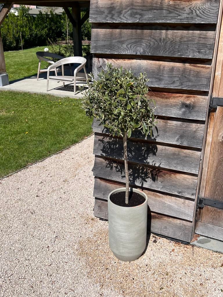 2 olijfbomen in pot, Tuin en Terras, Ophalen, In pot
