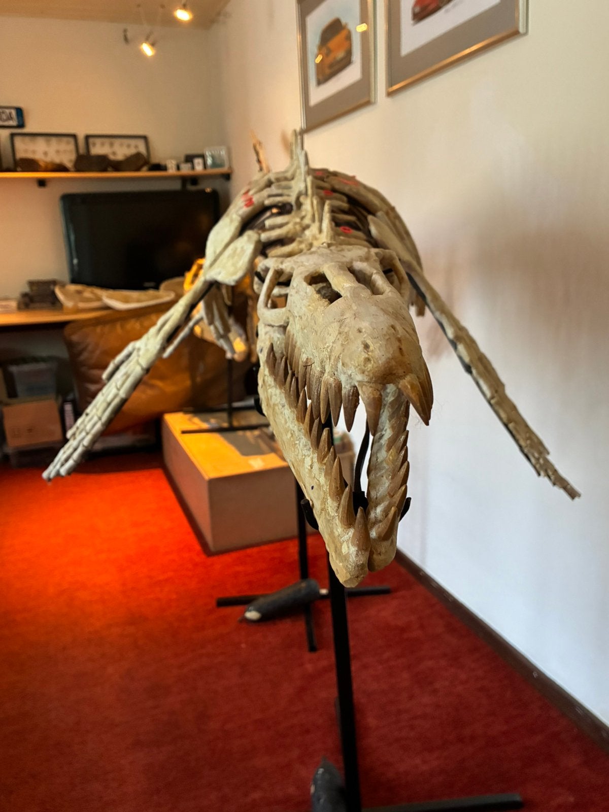 Fossiel Mosasaurus Skelet XXL, Verzamelen, Ophalen, Fossiel