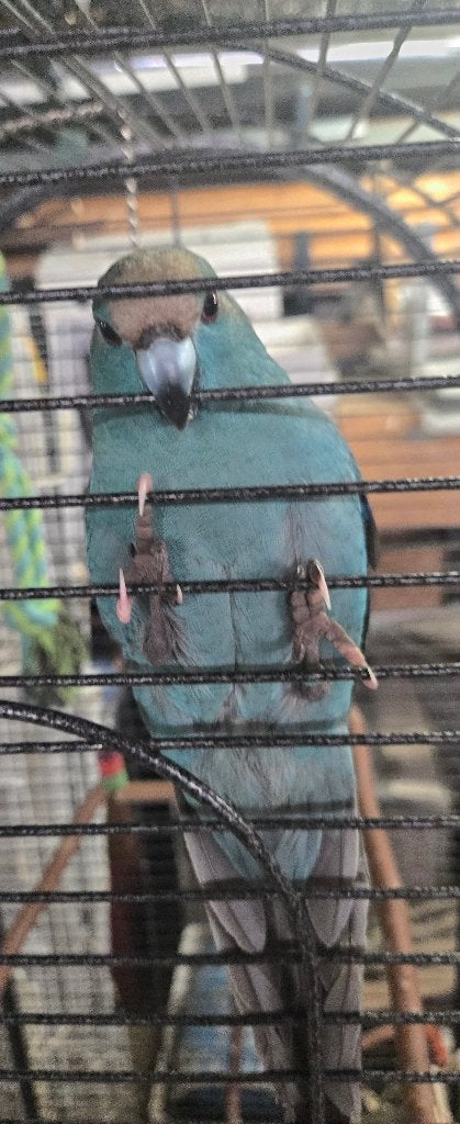 Kakarikie blauw man 30€, Dieren en Toebehoren, Mannelijk, Parkiet