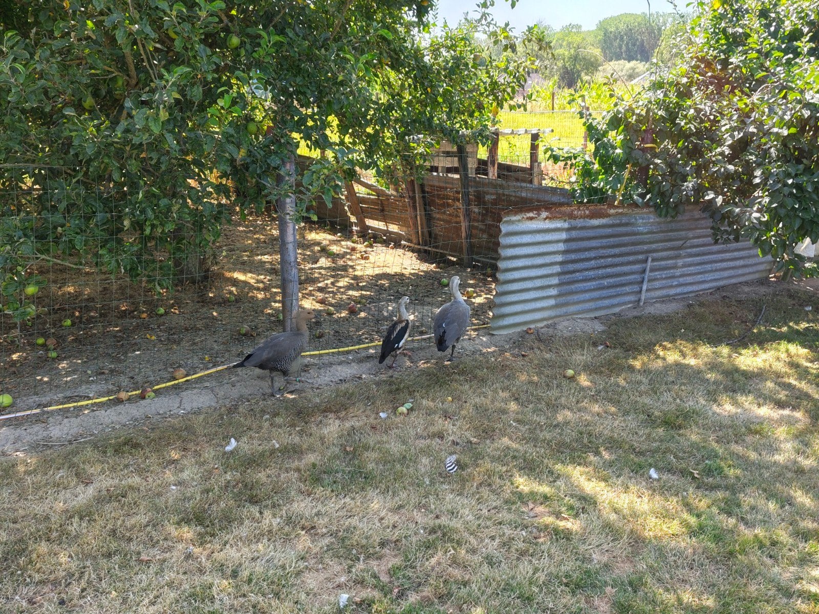 Orrinocogans, Dieren en Toebehoren, Pluimvee