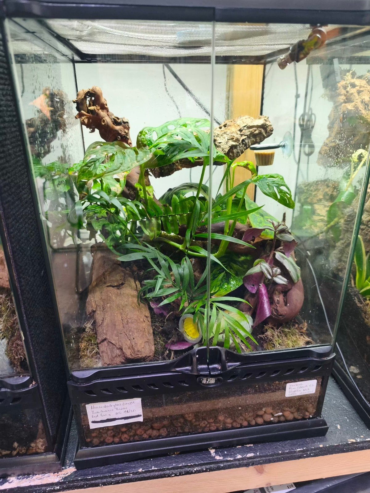 ExoTerra 30x30x45 jungle mood avec Leachianus Pine Island !, Enlèvement