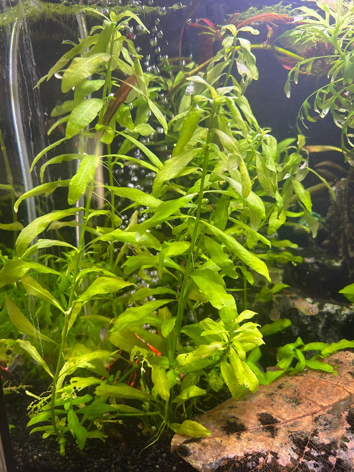 Aquarium planten, Inclusief planten, Plant(en), Steen of Hout, Overige merken, Ophalen of Verzenden