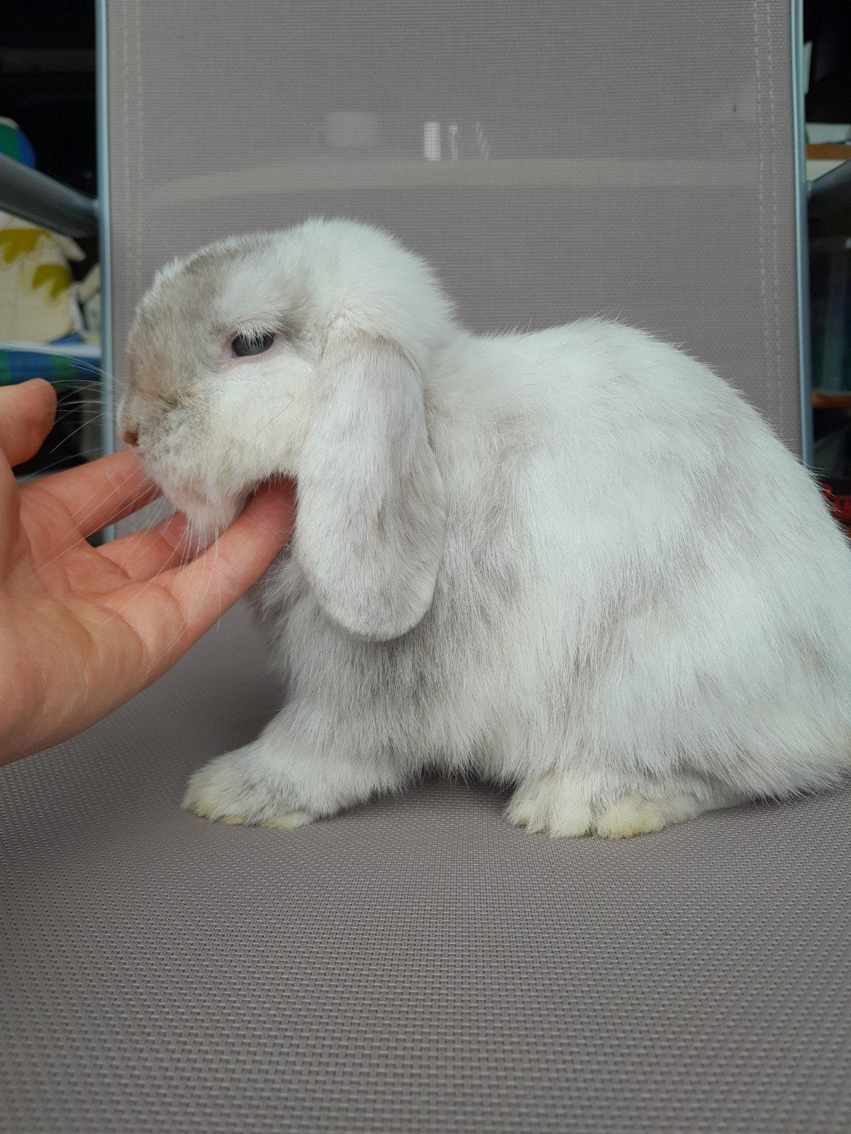 minilop (rammen), Dieren en Toebehoren, Mannelijk, Dwerg, Hangoor, 0 tot 2 jaar