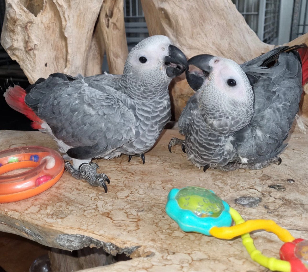 Jeunes Gris du Gabon, super apprivoisés, Animaux & Accessoires, Oiseaux | Perruches & Perroquets, Perroquet, Parleur, Domestique