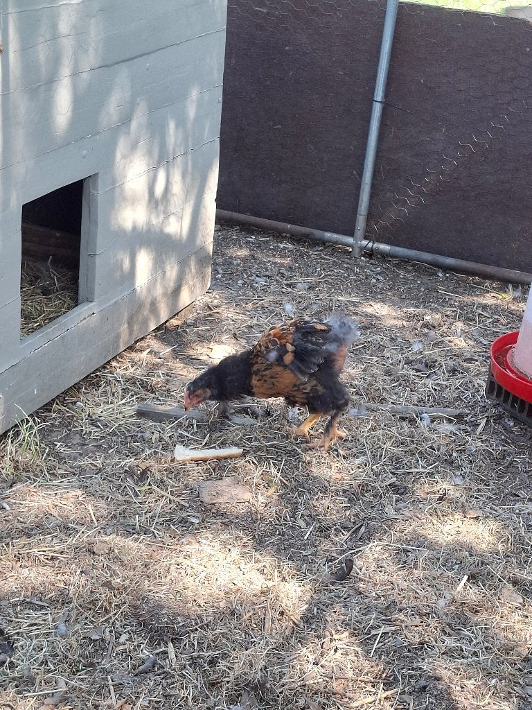 3 grote cochin kuikens, Dieren en Toebehoren, Pluimvee, Mannelijk, Kip