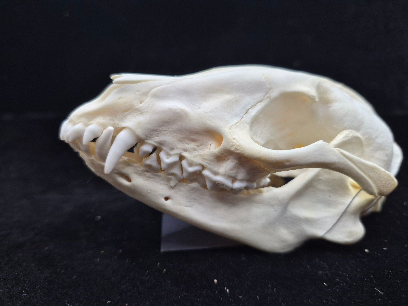 crane chien viverin.  cabinet de curiosités, Ophalen of Verzenden, Schedel