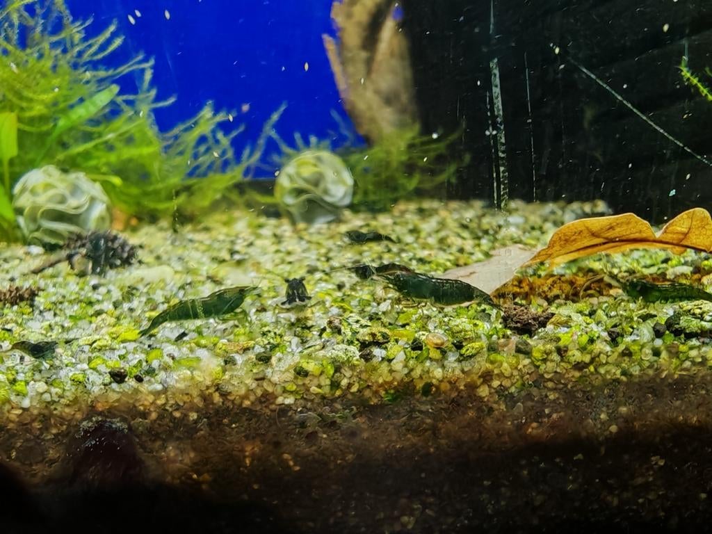 Neocaridina green jade