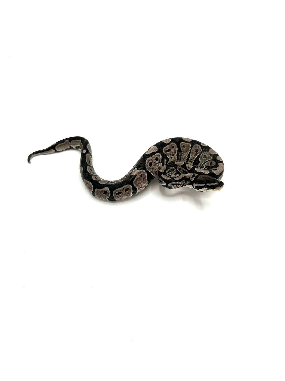 Diverse Python regius - koningspythons Ball Python photo 20