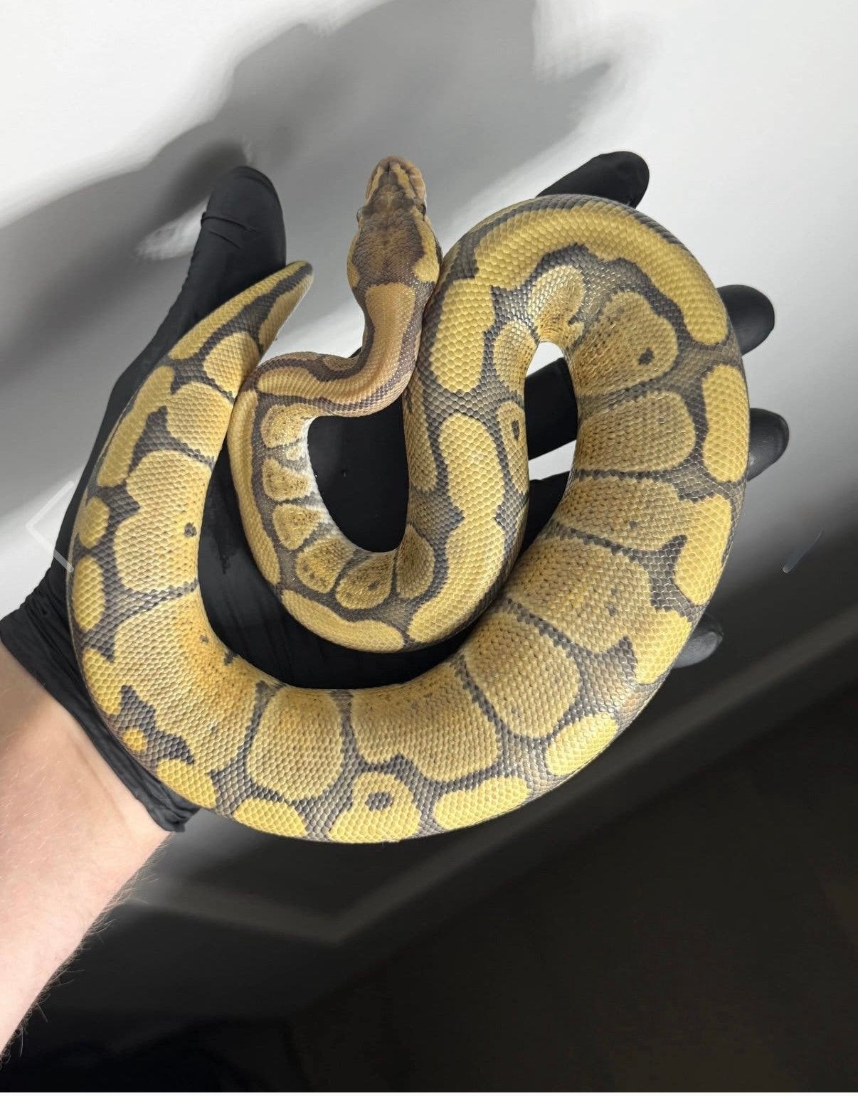 Fire Red Stripe Hypo 66%puzzle 50%clown 1.0, Dieren en Toebehoren