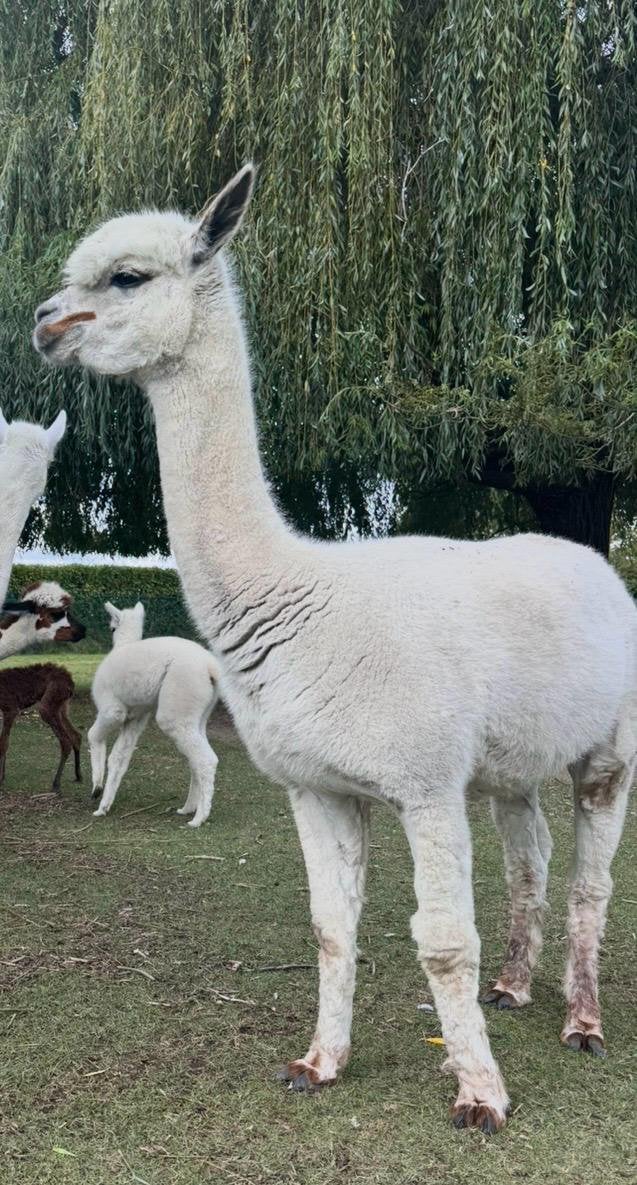 Alpaca merrie te koop, Augustus, Vrouwelijk