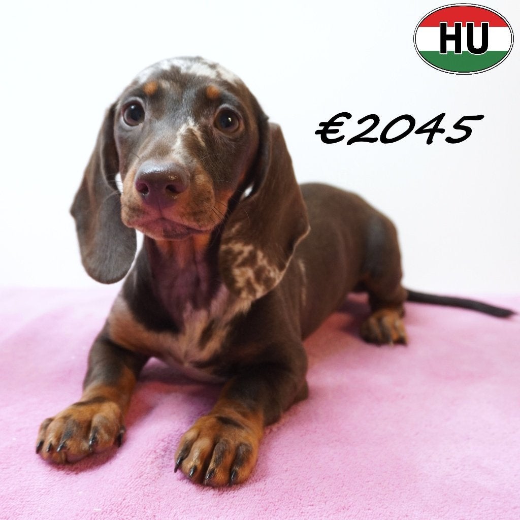 Teckel à poil court - chiots à vendre, 15 semaines à 1 an, Poils courts, Hépatite contagieuse (maladie de Rubarth), Plusieurs animaux