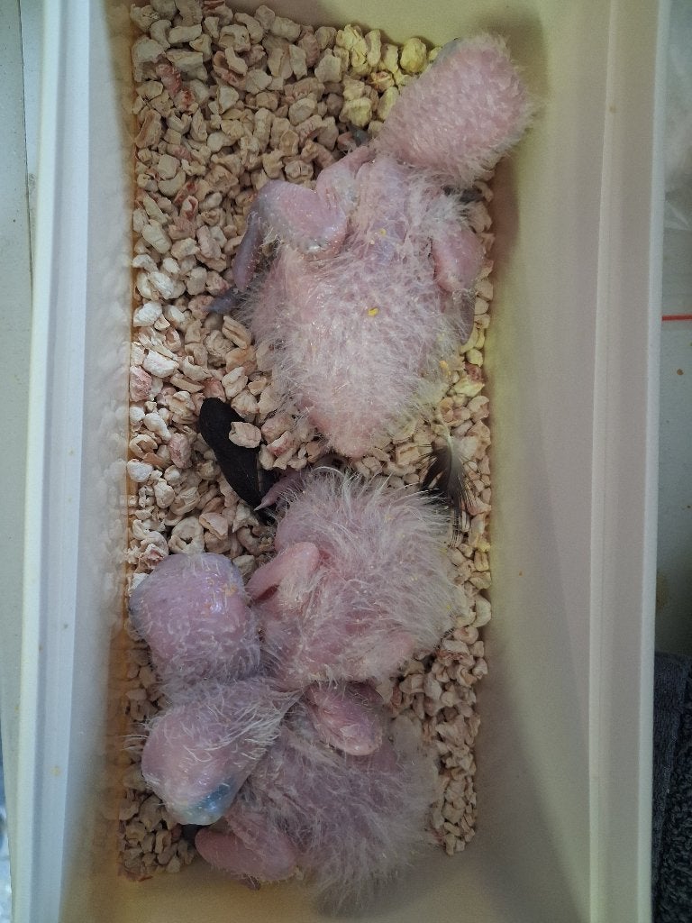 Jonge zwartkop caique, Geslacht onbekend, Papegaai, Geringd