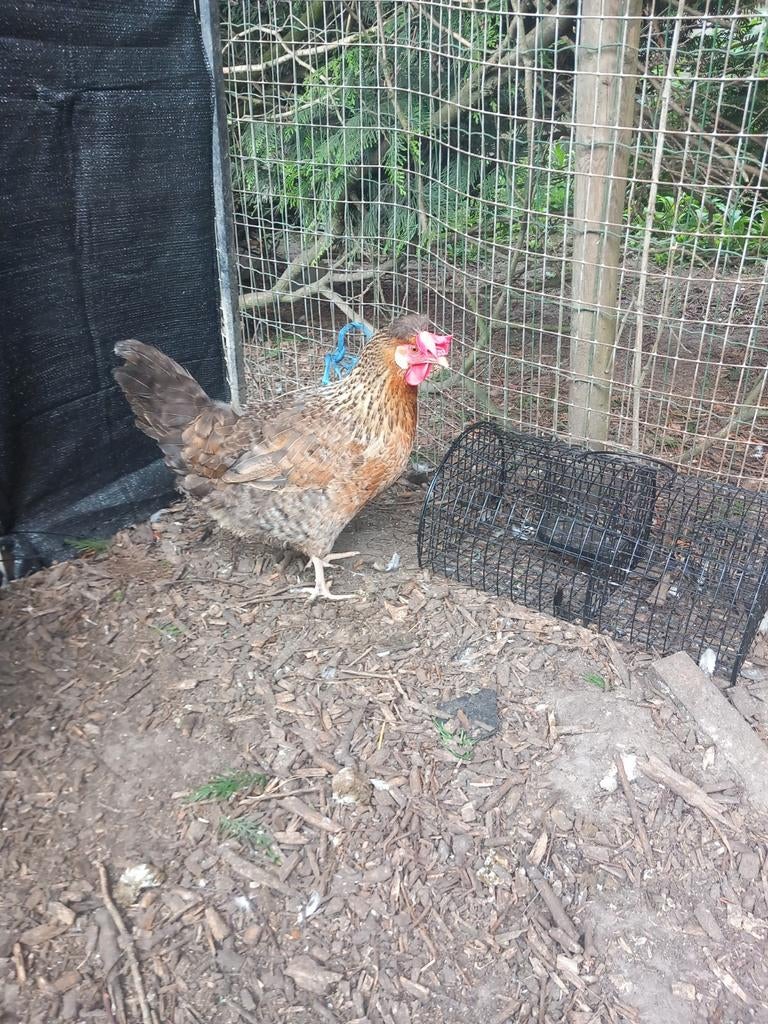 Cream legbar hen