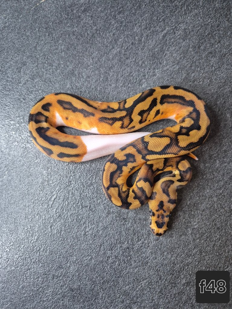 Python regius, Animaux & Accessoires, Serpent, 0 à 2 ans