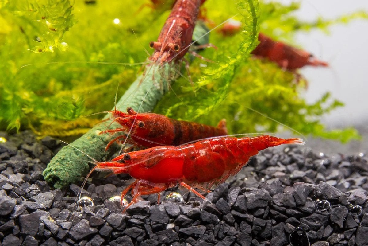 Red Cherry Shrimp – Levendige Rode Garnaaltjes, Homard, Crabe ou Crevette, Poisson d'eau douce, Banc de poissons