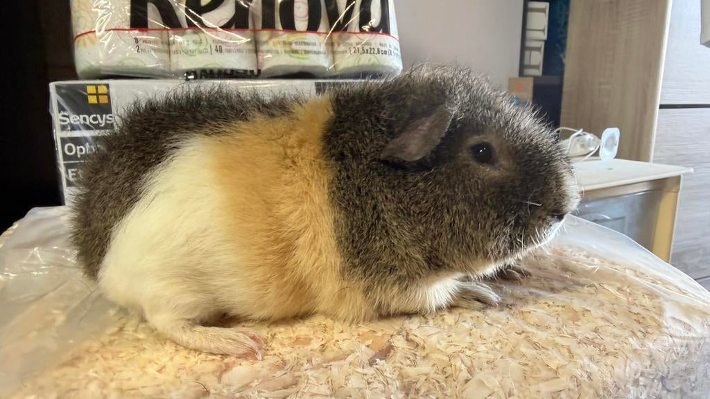Cavia, mannelijke beer, Amerikaanse teddybeer, driekleur, Dieren en Toebehoren, Ophalen, Cavia