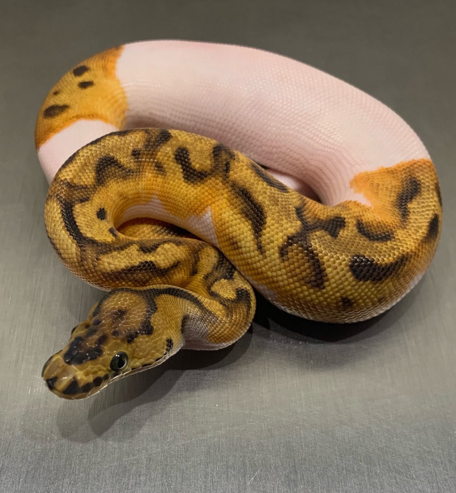 1.0 Enchi Clown Pied Het DG, Dieren en Toebehoren