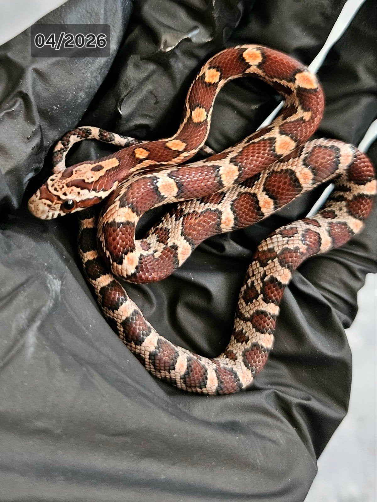 Baby corenslang Classic het Anery amel, Dieren en Toebehoren