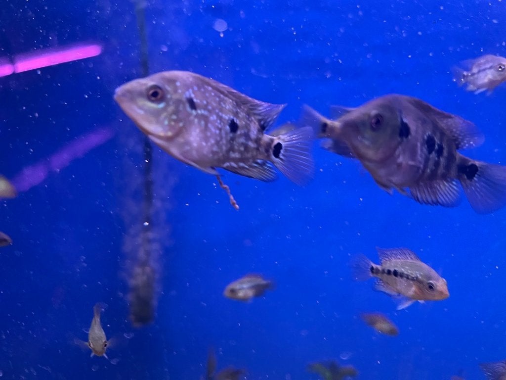 Jonge Flowerhorn Cichliden, Dieren en Toebehoren, Vis, Zoetwatervis