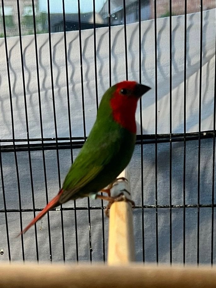 Koppel roodkop papegaaialmandines, Animaux & Accessoires, Oiseaux | Oiseaux Autre, Bagué