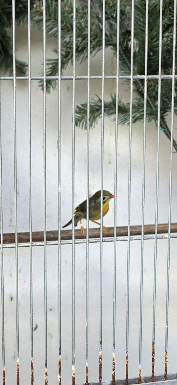 japanse nachtegaal, Dieren en Toebehoren