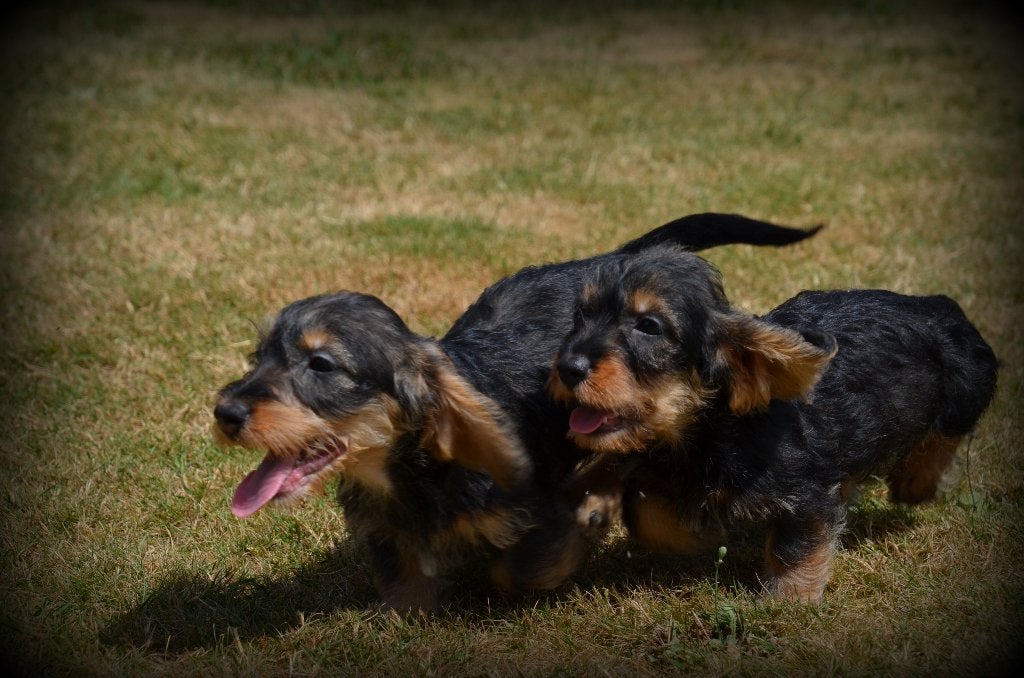 Teckel pups ruwhaar, Dieren en Toebehoren, Honden | Teckels en Dashonden, België, Reu, CDV (hondenziekte), 8 tot 15 weken