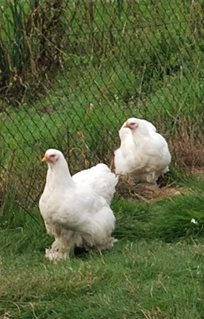 Tétras Cochin chamois et blanc