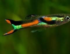 mooie endlerguppys
