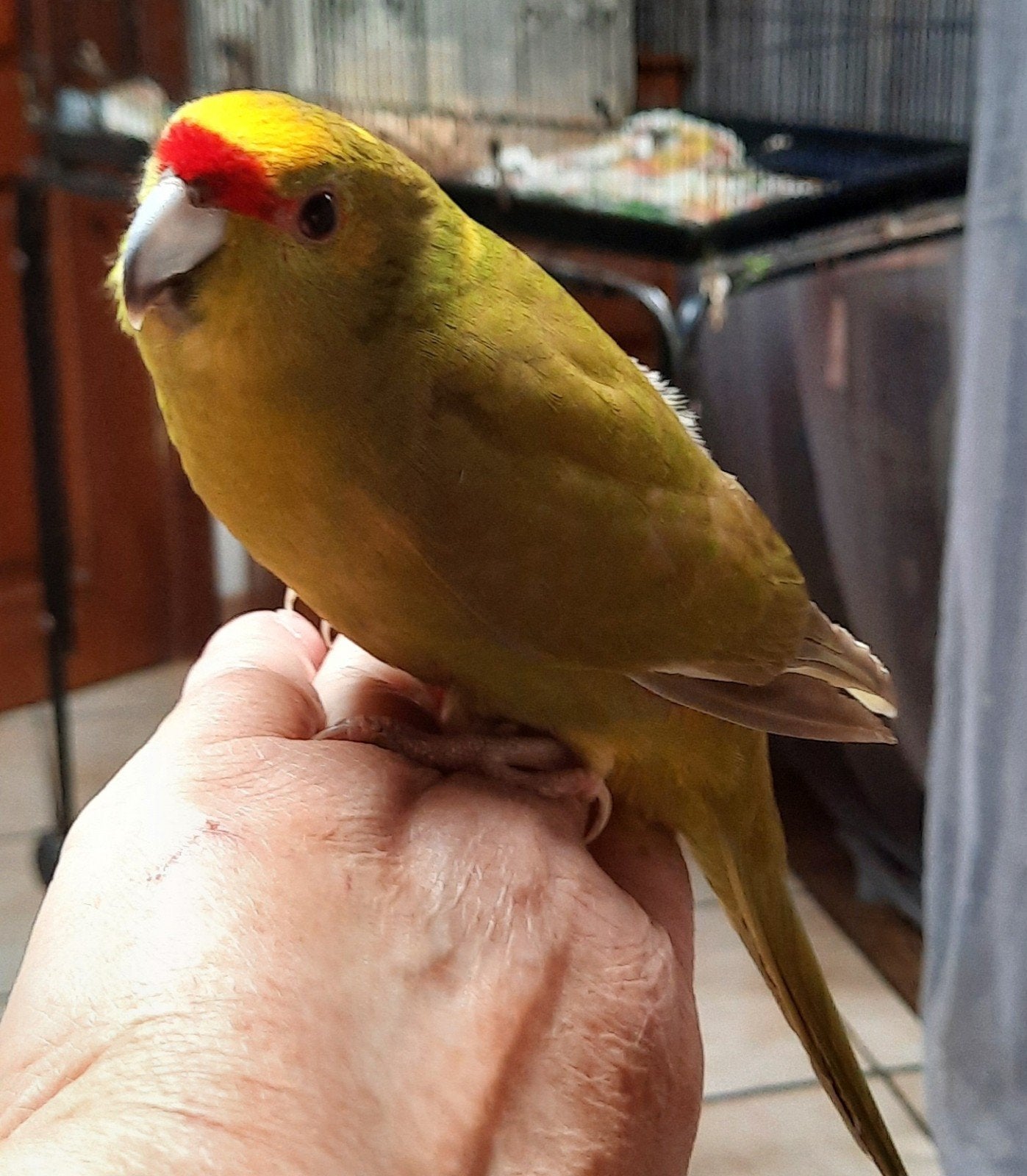 kakariki mâle Eam, Mâle