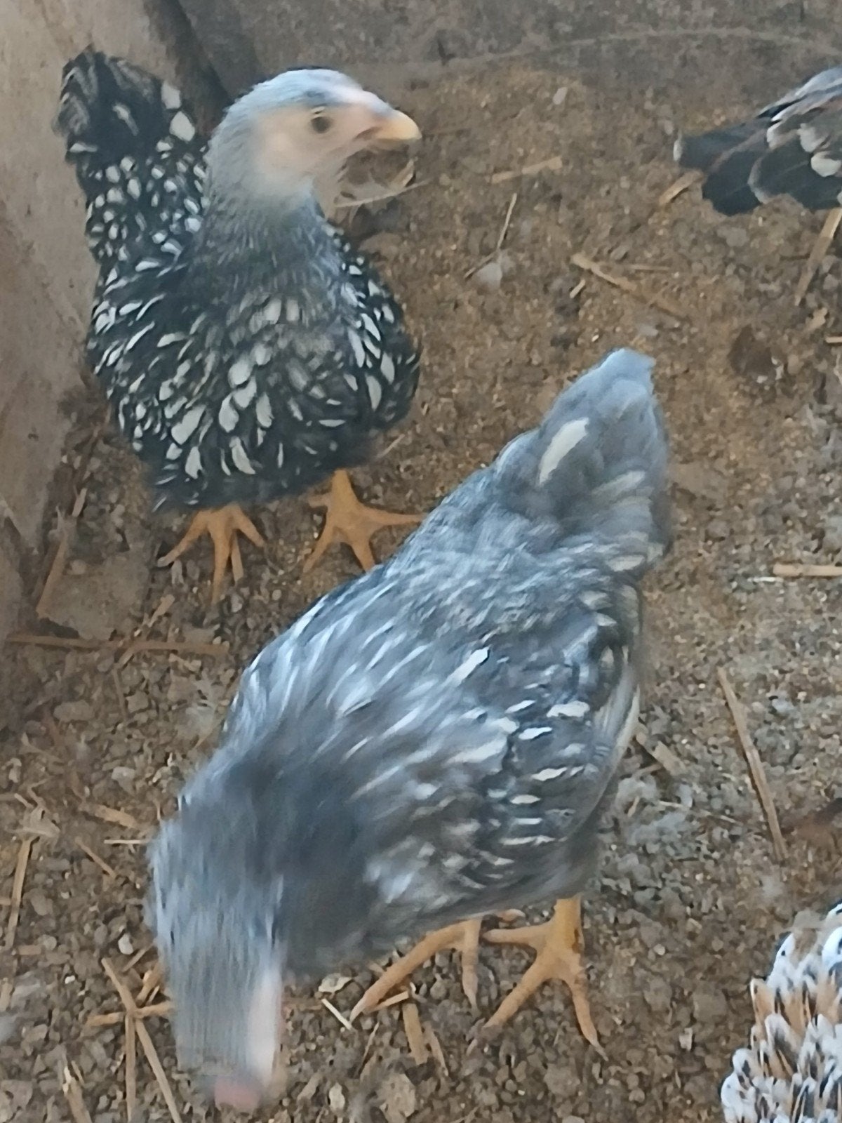 Wyandotte kriel, Plusieurs animaux, Poule ou poulet