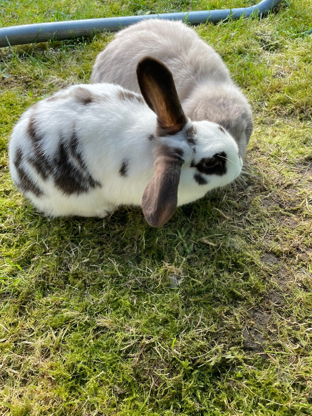 Konijnen koppel, Dieren en Toebehoren, Konijnen
