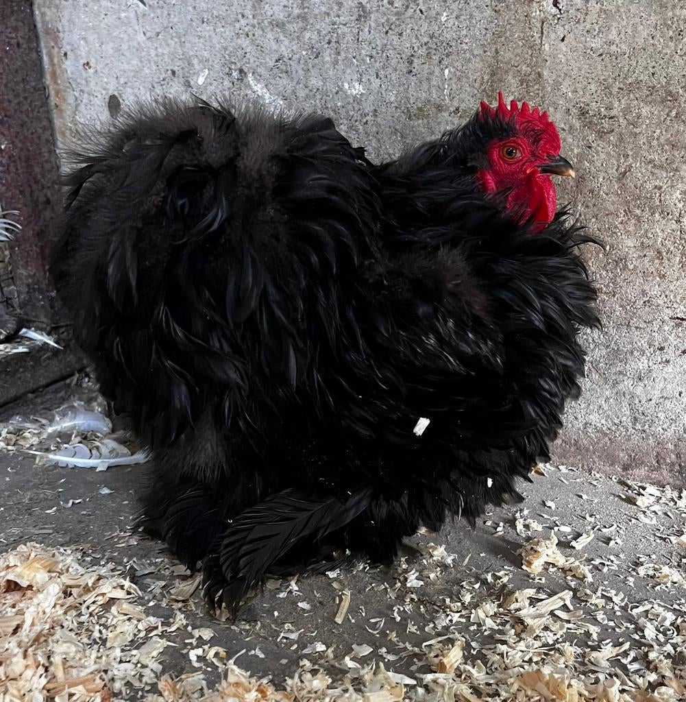 Pekin noir, Dieren en Toebehoren, Pluimvee, Meerdere dieren, Kip