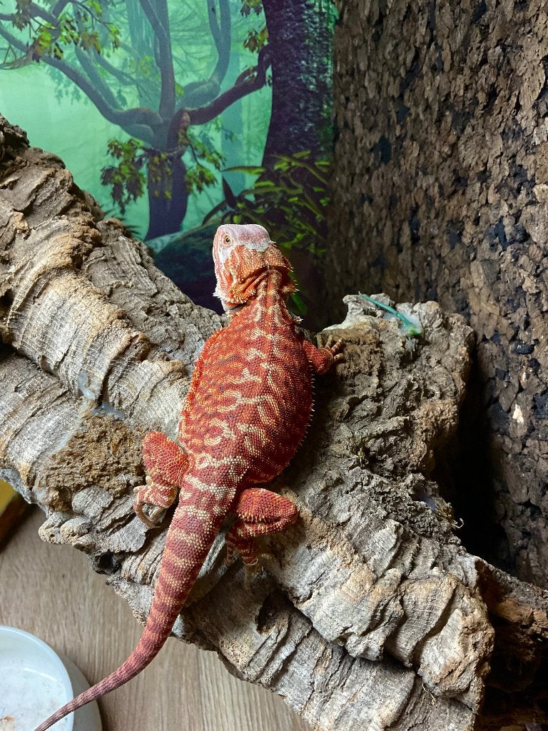 Pogona M jeune LB/Dark red / red monster, Lézard, Domestique, 0 à 2 ans